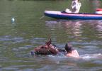 Pro vodáky byli plavící se koně vítanou atrakcí. [nové okno]