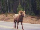 Bighorn Sheep alias kanadský muflon alias symbol Kanady. T. č. autostopař. [nové okno]