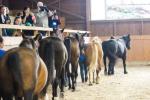 European Conference on Equine Facilitated Therapy 2021 [nové okno]