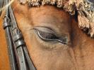 V koňském oku dá se najít celý svět. [nové okno]